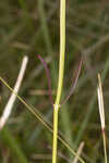 Godfrey's false dragonhead